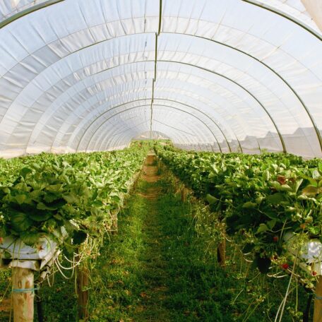 greenhouse-2096497_1280