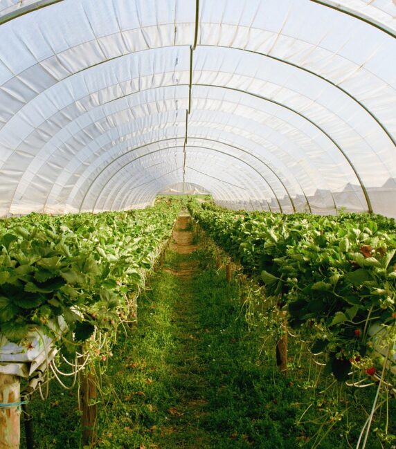 greenhouse-2096497_1280
