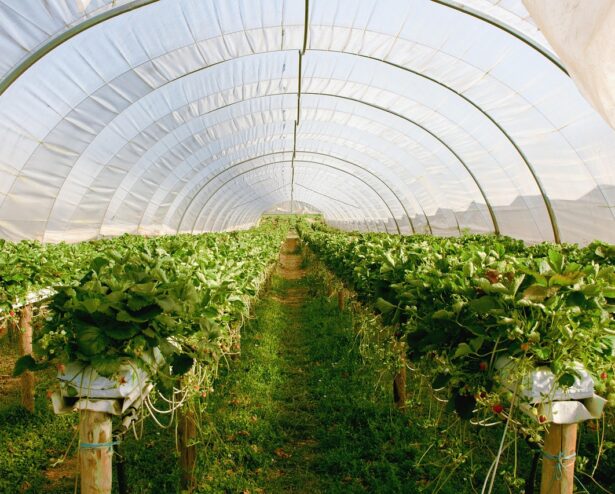 greenhouse-2096497_1280