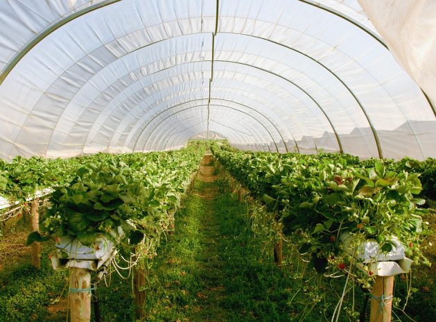 greenhouse-2096497_1280