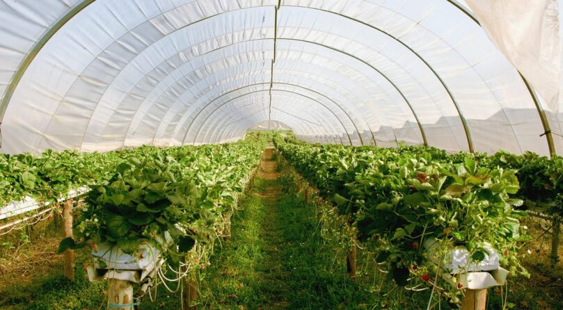 greenhouse-2096497_1280