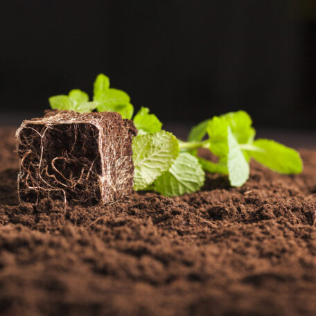 soil test and analysis