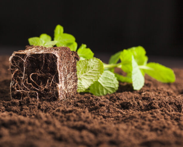 soil test and analysis