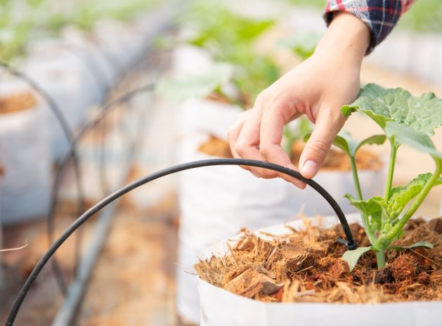 Woman science Assistant ,Agricultural Officer. in greenhouse farm research melon