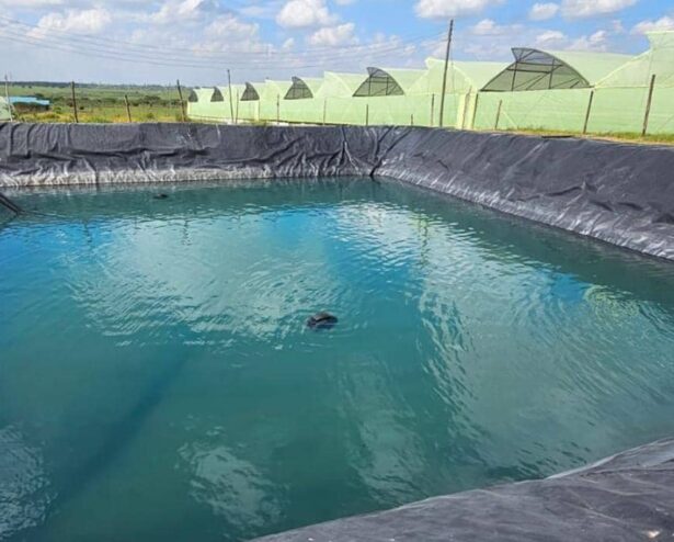 Rain Water Harvesting and Fish Pond