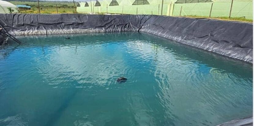 Rain Water Harvesting and Fish Pond